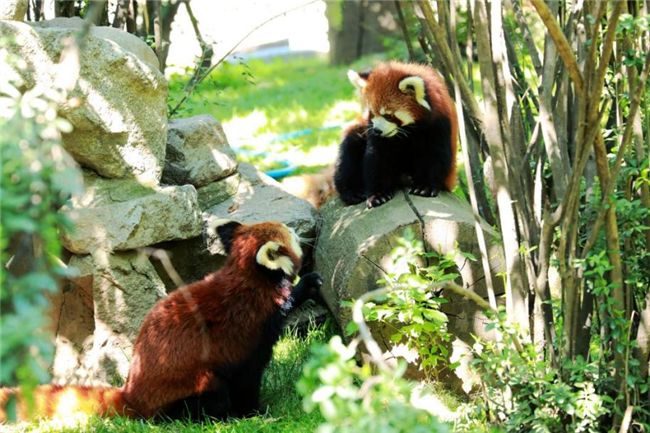 西安秦岭野生动物园有几只大熊猫 西安秦岭野生动物园有几只大熊猫在哪