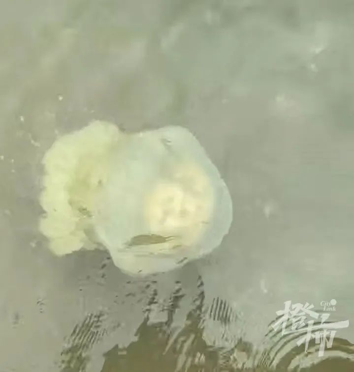 浙江一海滩出现大量罕见水母，有游客想抓被制止，有毒！