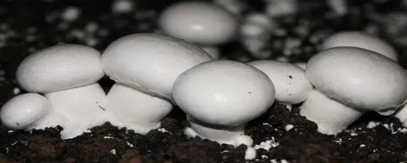 白色的蘑菇叫什么 菜市场白色的蘑菇叫什么