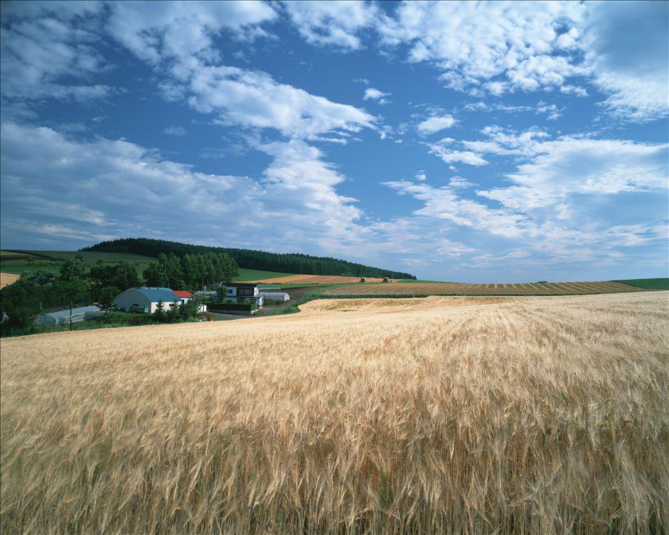 商务部：终止对原产于澳大利亚的进口大麦征收反倾销税和反补贴税