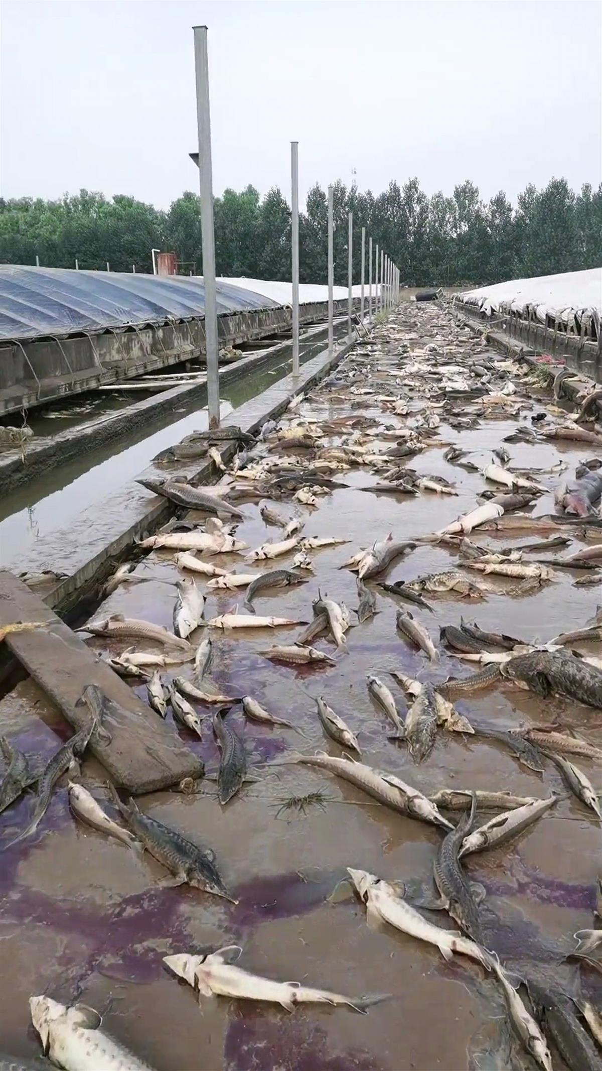 洪水侵袭涿州一水产养殖场，老板：近80万斤鱼死亡，急需人手收集死鱼，做无害化处理