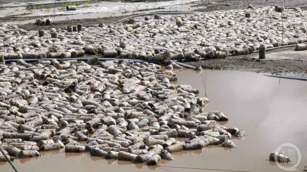 持续强降雨重创黑木耳第一市，有菌农损失7万包菌袋：“只要人在，就还有希望”