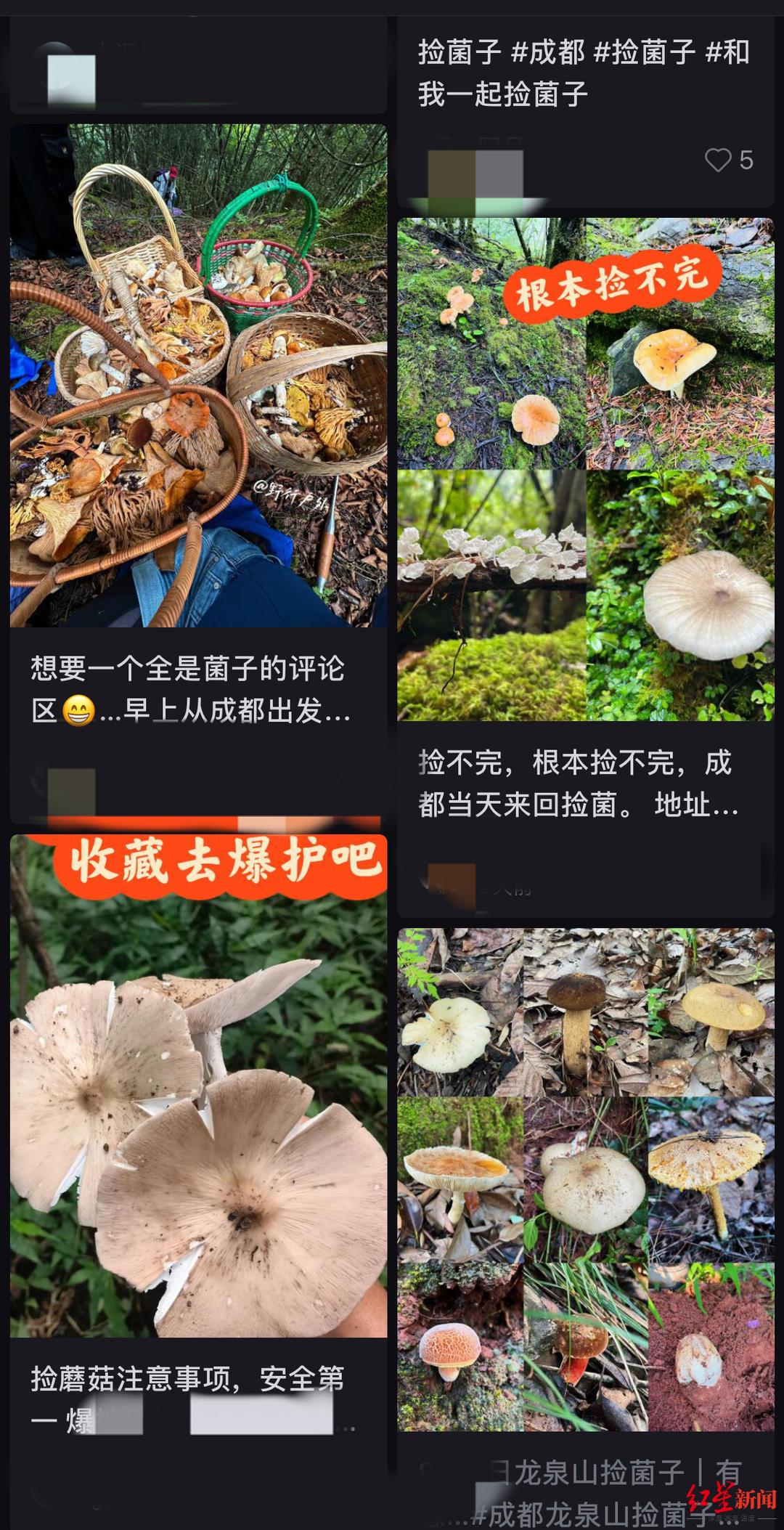 成都青龙湖现“捡菌热”，有人凌晨组团开捡，专家提醒：有危险，别吃