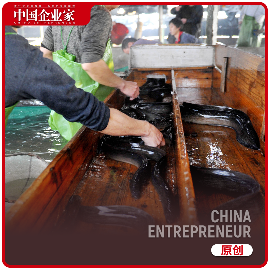 探访｜核污水排海，中国鳗鱼之乡的担忧