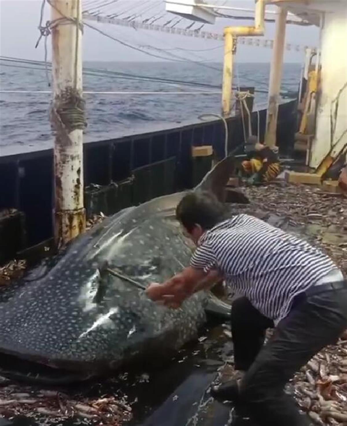 渔船船员用铁锤虐打鲸鲨后丢回海中，浙江海警局：已控制涉事船只和人员