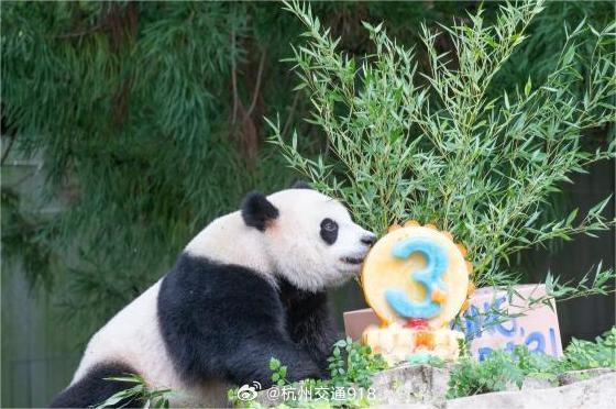 美国华盛顿动物园为旅美大熊猫举办“告别派对”系列活动