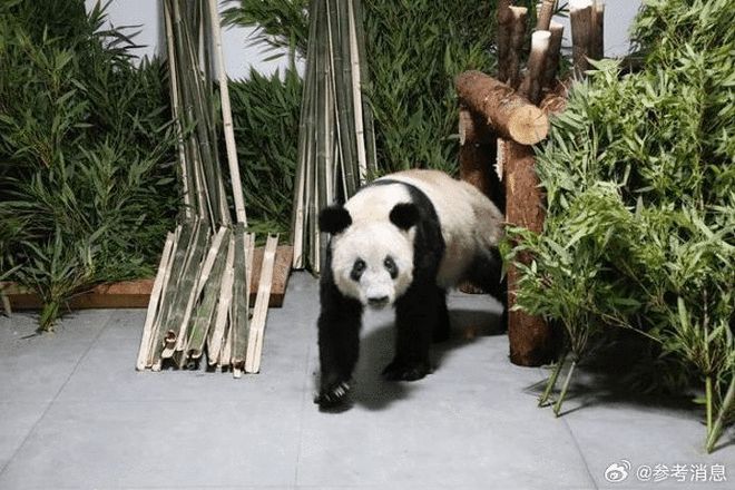 美媒关注：旅美大熊猫或将全部返回中国