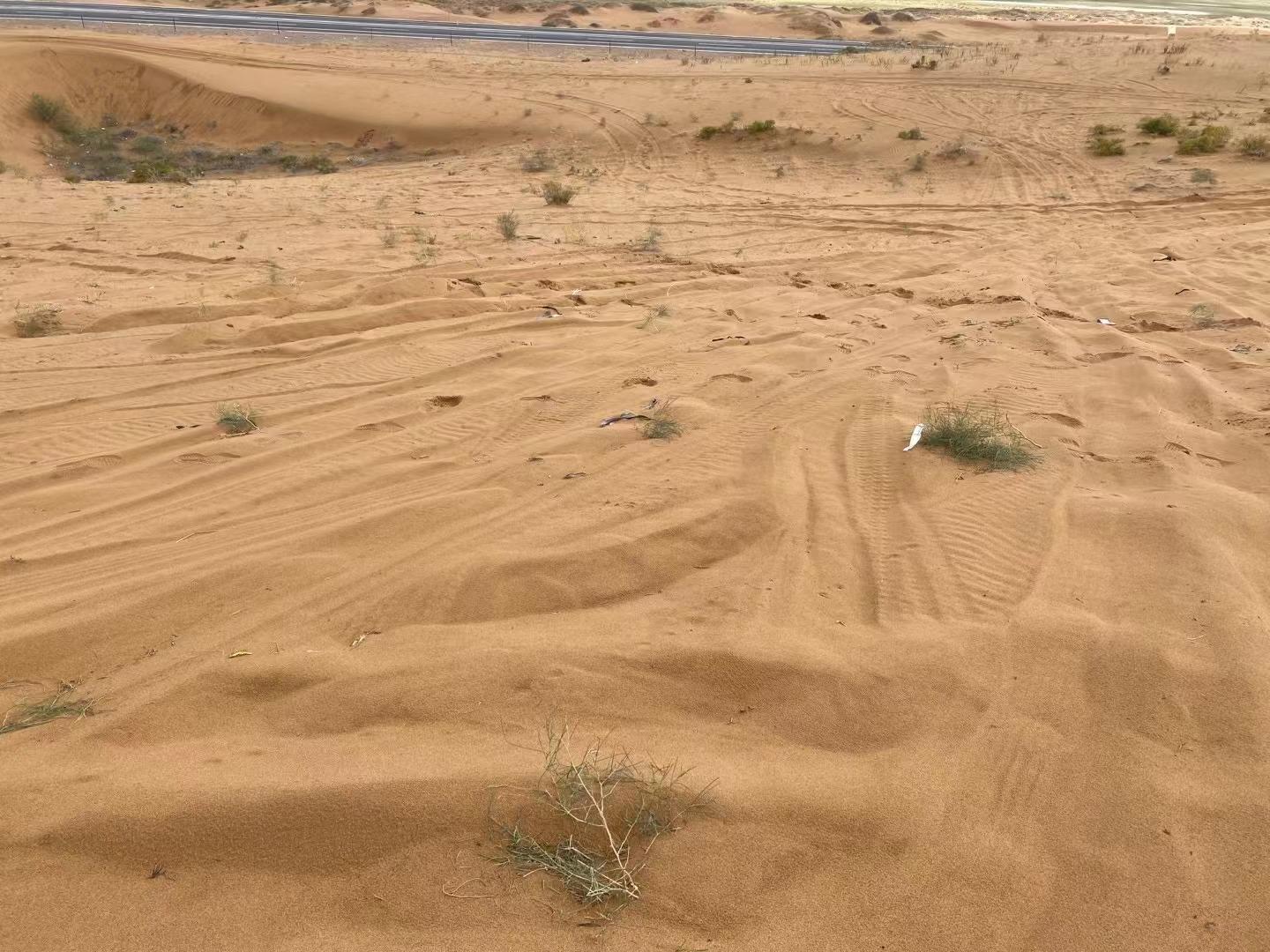 腾格里沙漠治沙植物遭碾压，2003棵苗木受损 项目负责人：附近无监控，部分围栏被车撞开