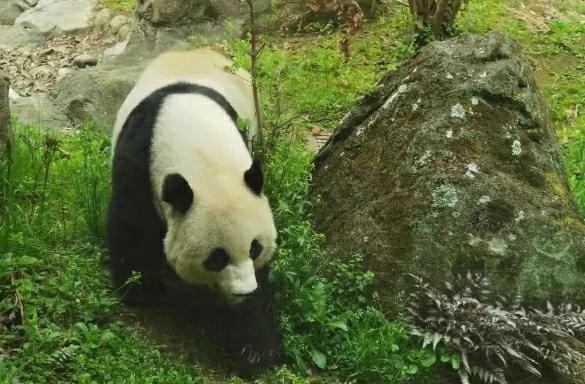 旅美大熊猫“美香”一家三口启程回国