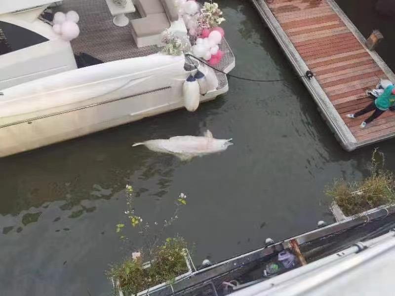 误入广州内河的中华白海豚疑死亡（中华白海豚现身广东阳江海域）