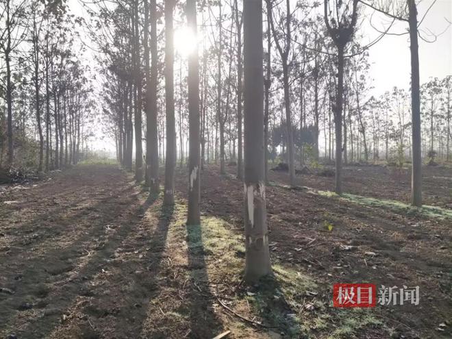 公司与乡政府签约建生态林，几年后乡政府派人砍树，称其违法占用耕地 