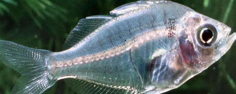 透明鱼为什么要放生