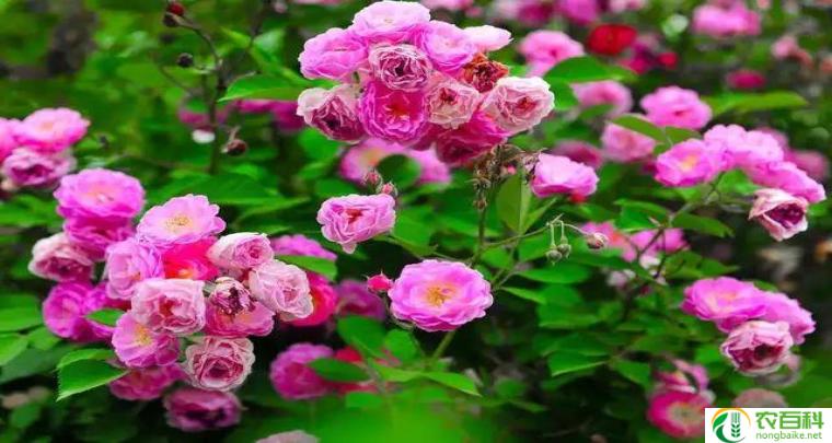 蔷薇花的人生哲理 蔷薇的寓意和象征风水