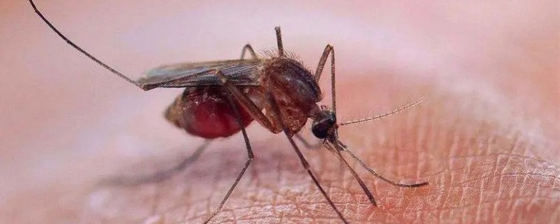 为什么蚊子要吸血 为什么蚊子要吸血才能生活呢