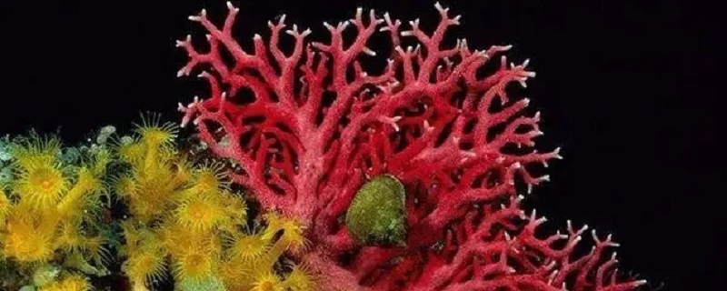 海底红塑料是什么 海底红塑料文玩