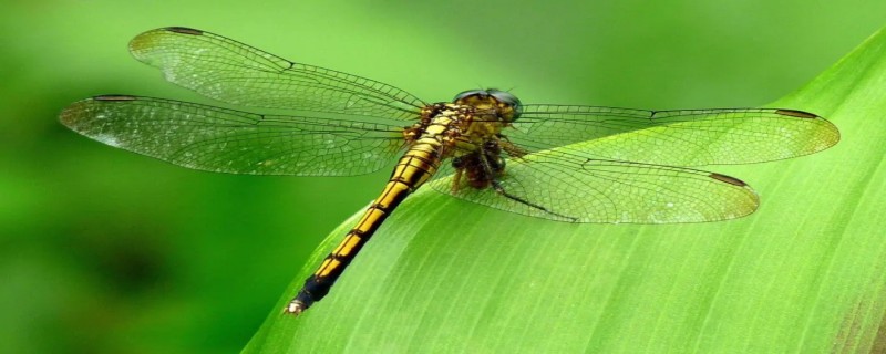 蜻蜓有几对翅膀