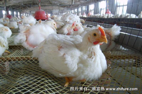 肉鸡养殖技术（肉鸡养殖技术指导）