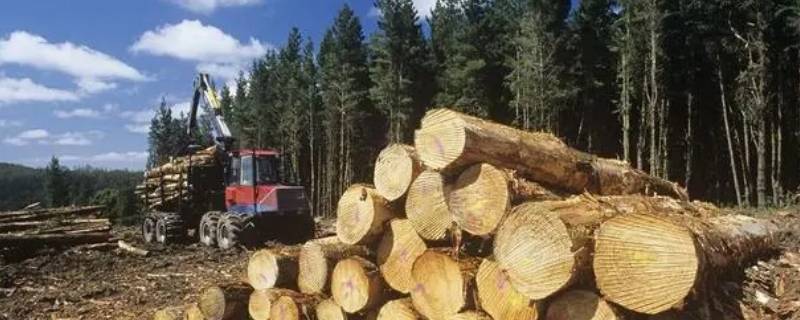 桉树木材价格一般多少钱一吨 桉树木材价格一般多少钱一吨昆明