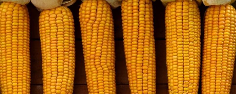 玉米专用复合肥多少钱一袋 玉米专用复合肥排名