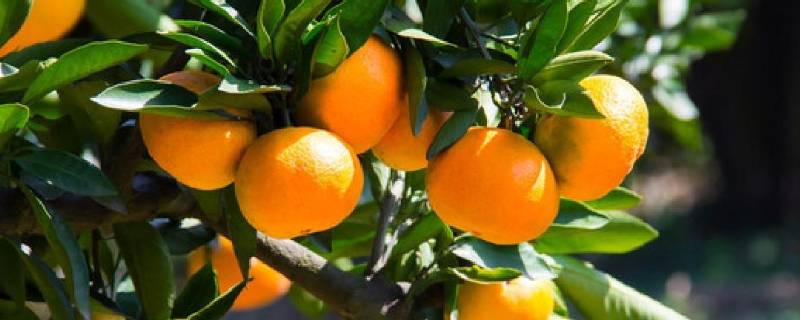 碰柑橘的功效与作用 碰柑橘的功效与作用及禁忌