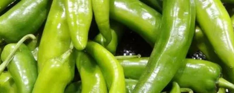 青辣椒的功效与作用 青辣椒的功效与作用及营养价值