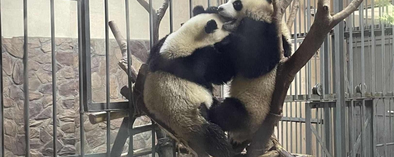 近期大熊猫为什么扎堆返回中国