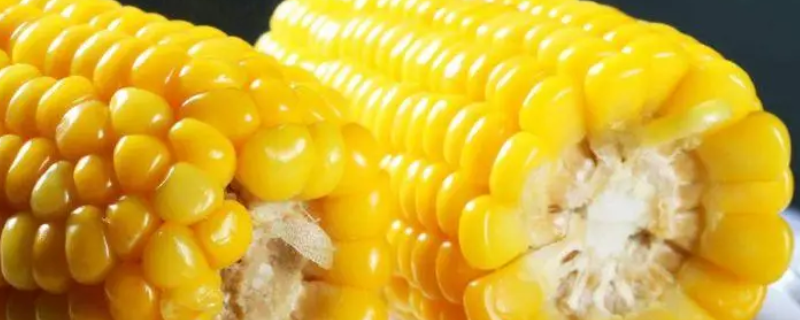 玉米可以生吃吗 玉米可以生吃吗?会中毒吗