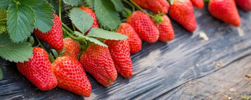 草莓的功效与营养 孕妇吃草莓的功效与营养