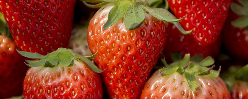 草莓放冰箱还是常温保存 草莓放冰箱好还是常温保存好
