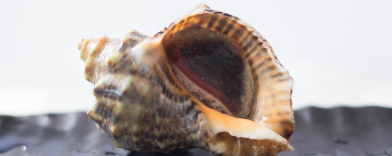 食用海螺的禁忌是什么 食用海螺的禁忌是什么食物
