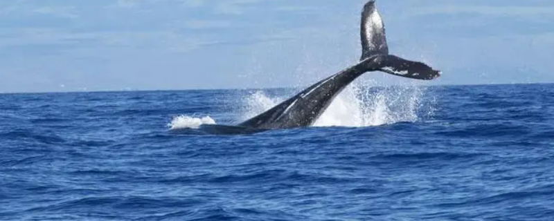 大西洋鲸鱼繁殖在哪里 大西洋鲸鱼繁殖在哪里呢
