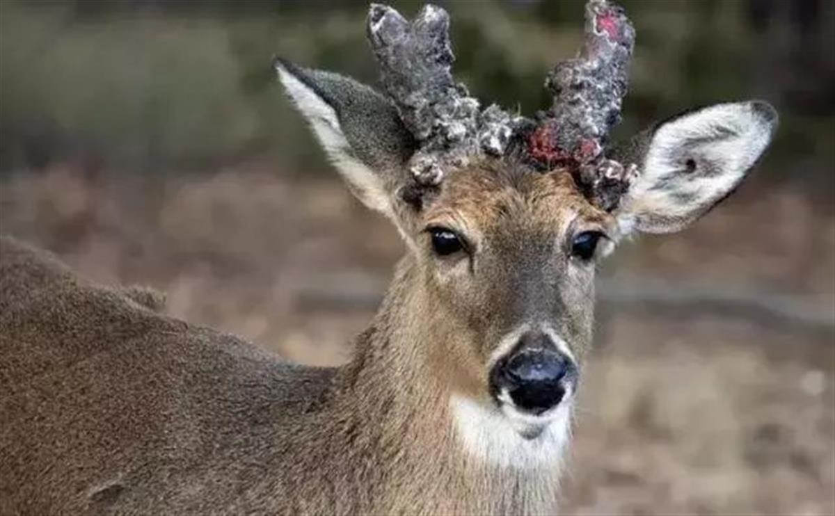 美国黄石公园检测出“僵尸鹿”病毒，每年超7千只染病动物被人类无意中吃掉