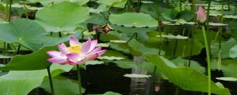 夏天是什么的季节（夏天是什么的季节仿写句子）