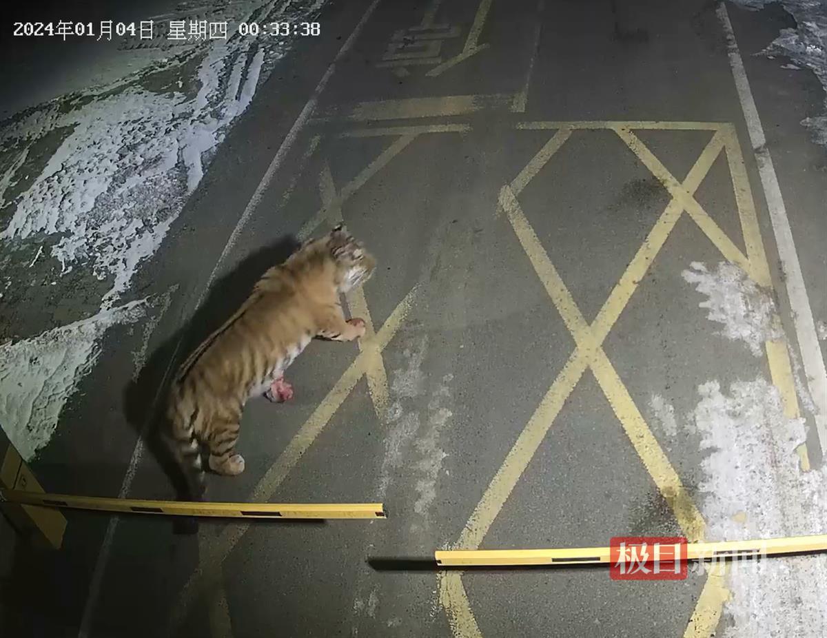 吉林珲春一矿区凌晨惊现东北虎，还咬死了一只狗，官方：暂不确定是否为咬死豹子那一只