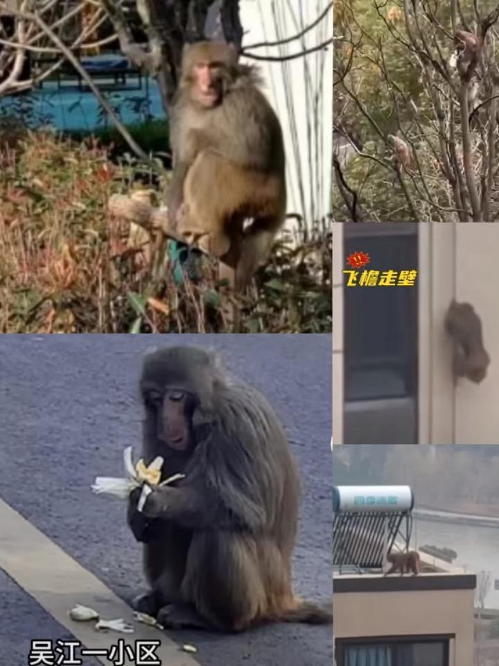 成群猴子在苏州街头“闲逛” 苏州哪里有猴子可以看