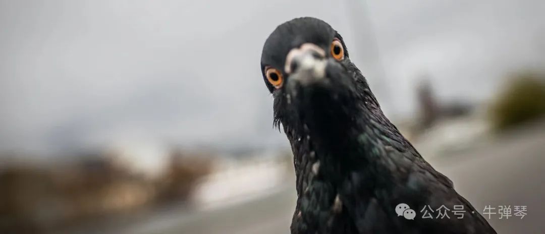 唉，一只可怜的台湾鸽子（台湾鸽子图片）