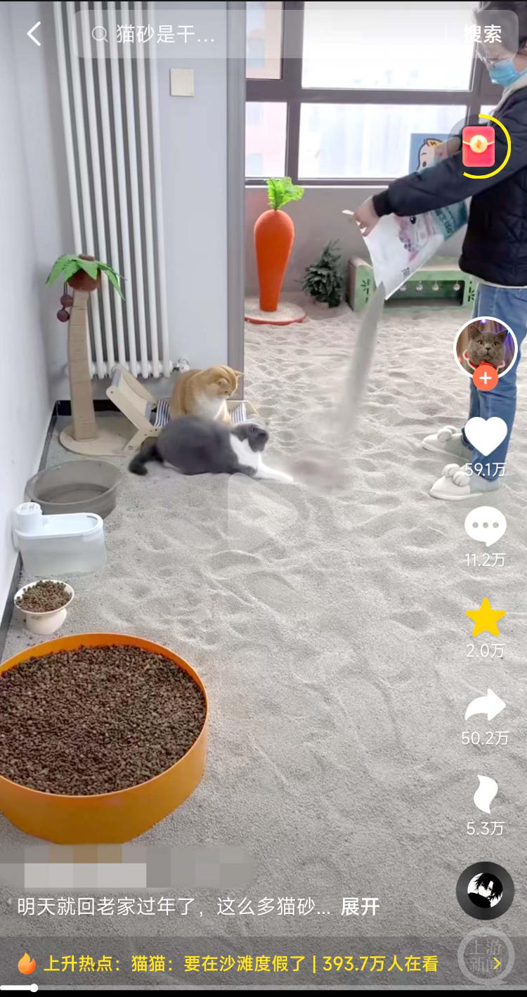 河南女子返乡过年，用400斤猫砂为7只“留守猫”打造“私人沙滩”
