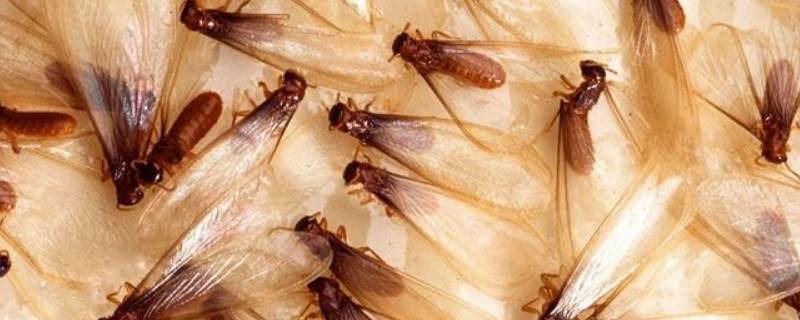 白蚁是怎么产生的 白蚁的来源