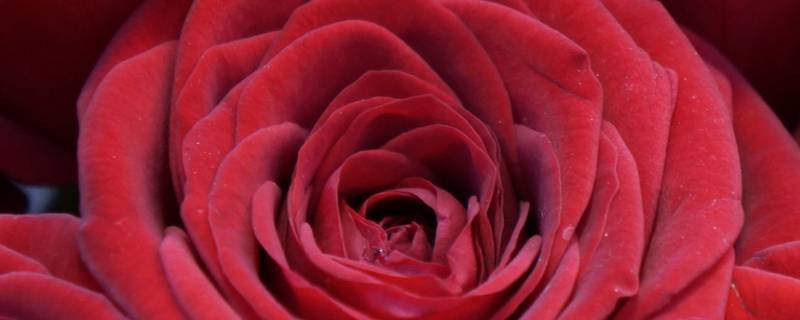 22朵红玫瑰花语是什么 22朵红玫瑰花语是什么意思
